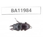 Dorcus sp. China, Guizhou, Qiandongnan, Rongjiang county. 1M. BA11984.