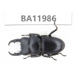 Dorcus sp. China, Guizhou, Qiandongnan, Rongjiang county. 1M. BA11986.