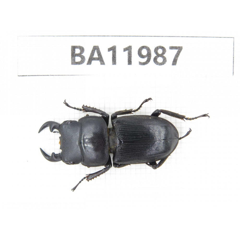 Dorcus sp. China, Guizhou, Qiandongnan, Rongjiang county. 1M. BA11987.