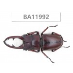 Prosopocoilus sp. China, Guizhou, Qiandongnan, Rongjiang county. 1M. BA11992.