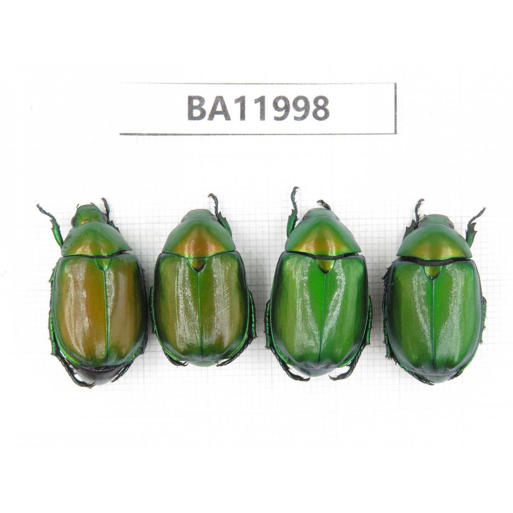 Rutelidae sp. China, Guizhou, Qiandongnan, Congjiang county. 4Pcs. BA11998.