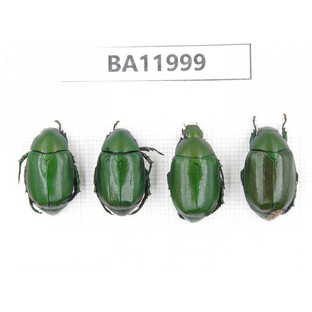 Rutelidae sp. China, Guizhou, Qiandongnan, Congjiang county. 4Pcs. BA11999.
