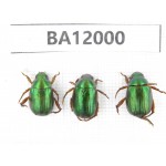 Rutelidae sp. China, Guizhou, Qiandongnan, Congjiang county. 3Pcs. BA12000.