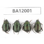 Rutelidae sp. China, Guizhou, Qiandongnan, Congjiang county. 4Pcs. BA12001.