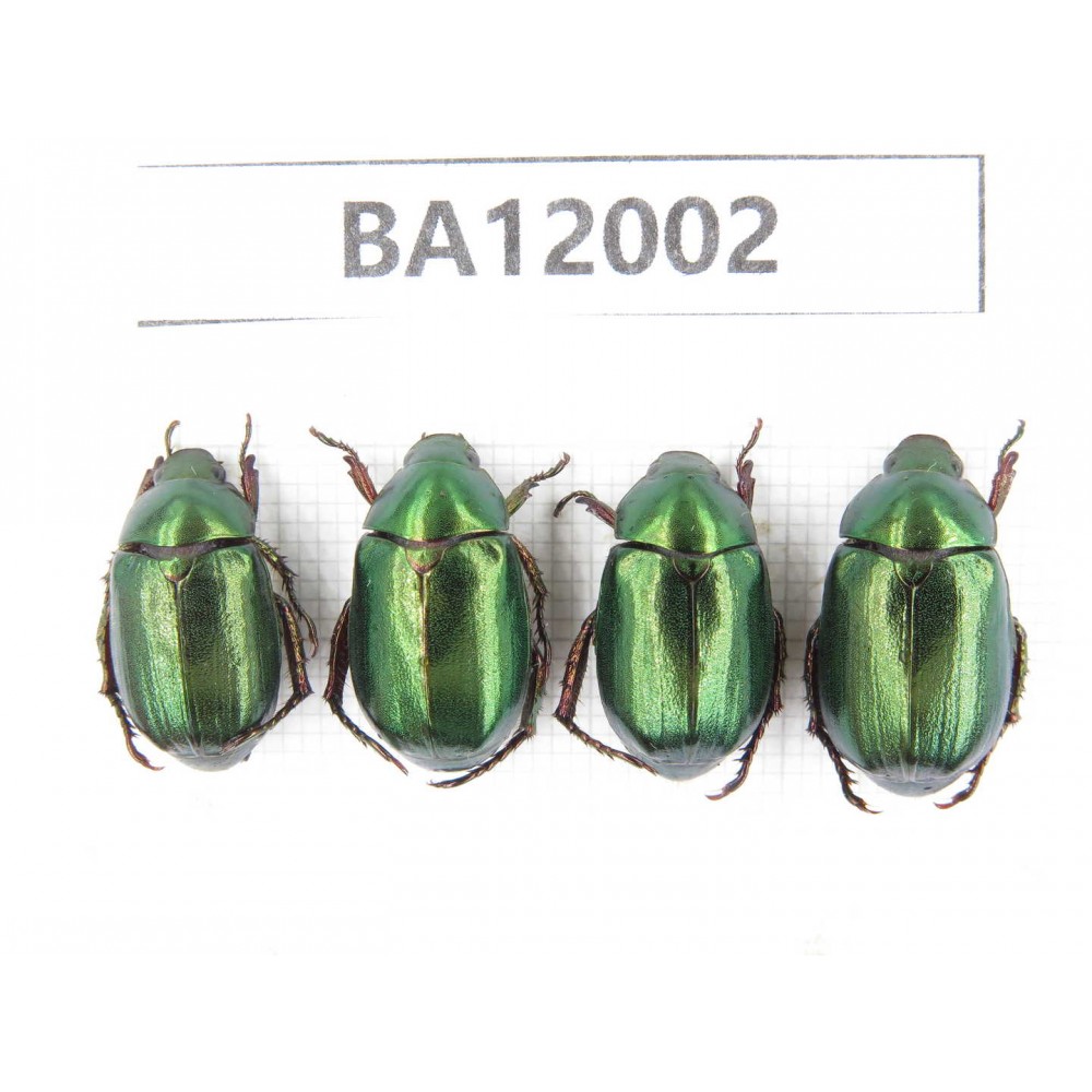 Rutelidae sp. China, Guizhou, Qiandongnan, Congjiang county. 4Pcs. BA12002.