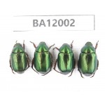 Rutelidae sp. China, Guizhou, Qiandongnan, Congjiang county. 4Pcs. BA12002.