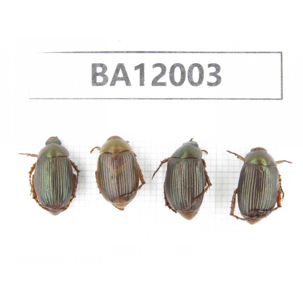 Rutelidae sp. China, Guizhou, Qiandongnan, Congjiang county. 4Pcs. BA12003.
