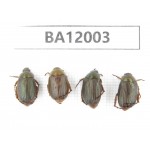 Rutelidae sp. China, Guizhou, Qiandongnan, Congjiang county. 4Pcs. BA12003.