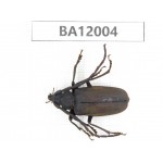 Cerambycidae sp. China, Guizhou, Qiandongnan, Congjiang county. 1Pcs. BA12004.