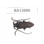Cerambycidae sp. China, Guizhou, Qiandongnan, Congjiang county. 1Pcs. BA12006.