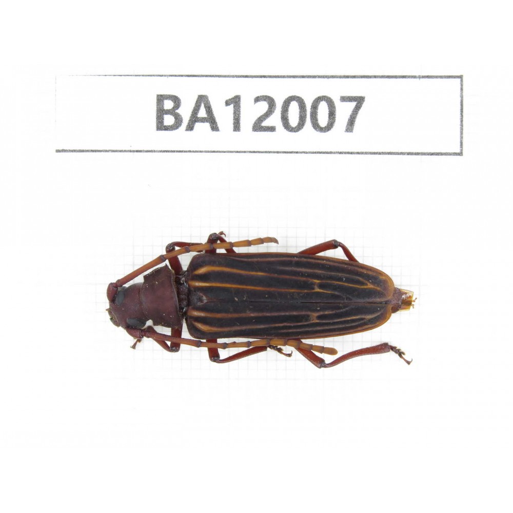 Cerambycidae sp. China, Guizhou, Qiandongnan, Congjiang county. 1F. BA12007.