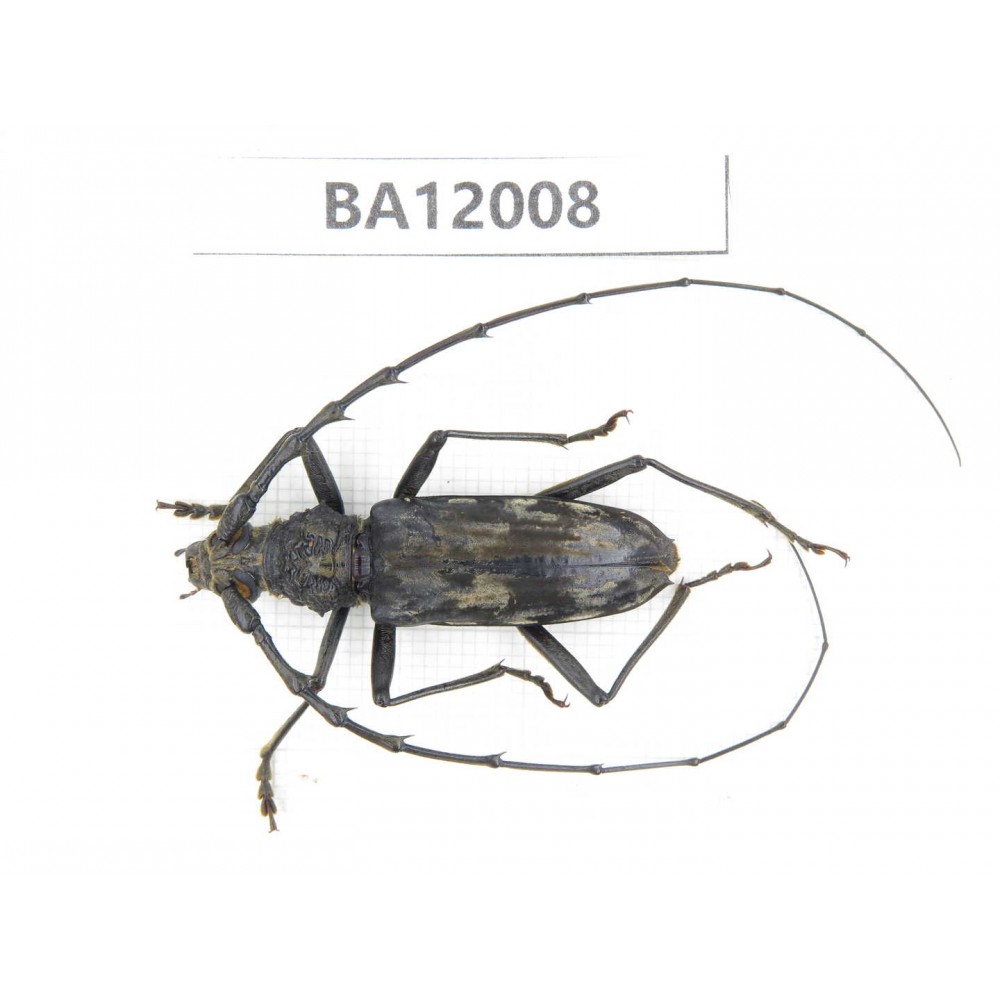 Cerambycidae sp. China, Guizhou, Qiandongnan, Congjiang county. 1Pcs. BA12008.