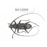 Cerambycidae sp. China, Guizhou, Qiandongnan, Congjiang county. 1Pcs. BA12008.