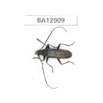Cerambycidae sp. China, Guizhou, Qiandongnan, Congjiang county. 1Pcs. BA12009.