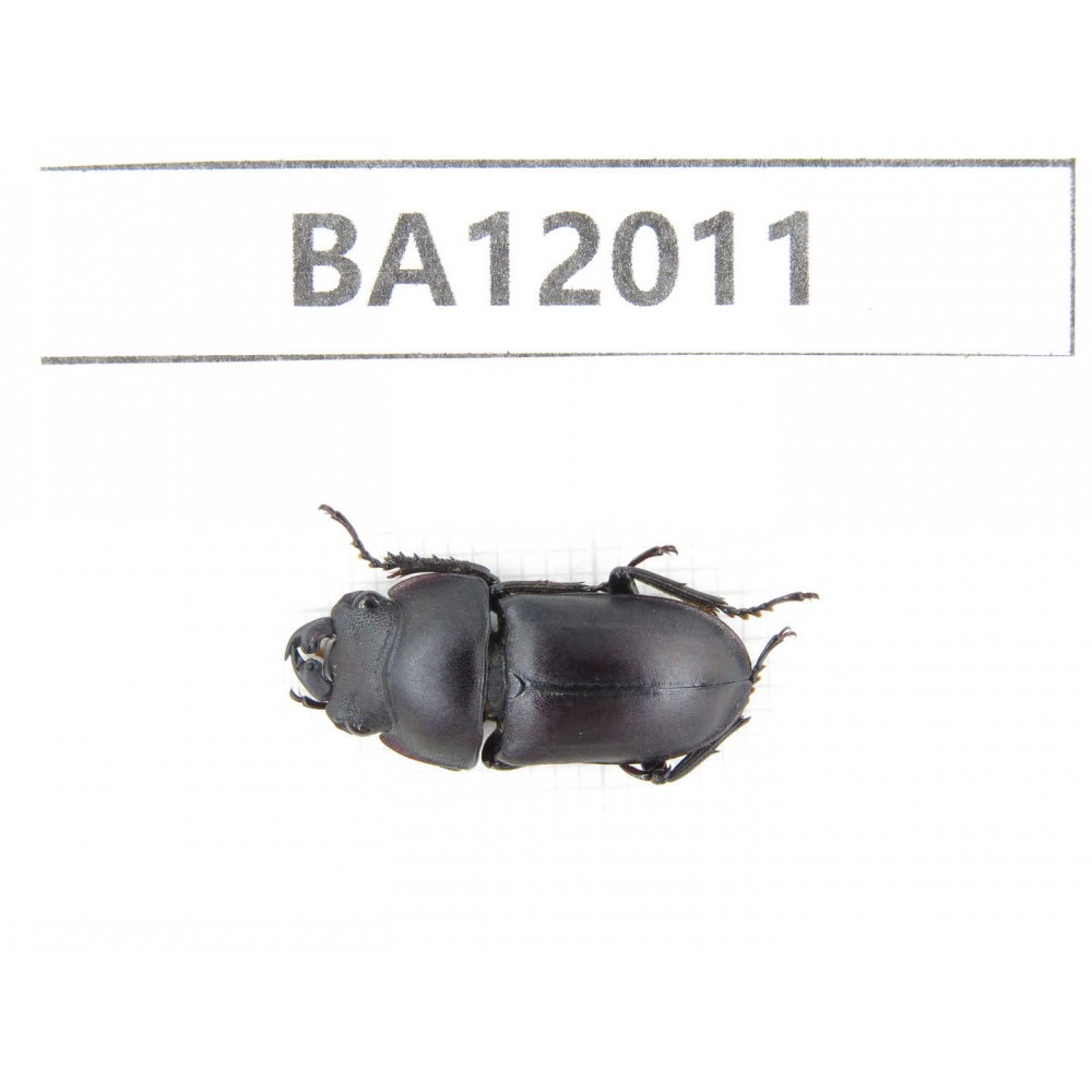 Dorcus sp. China, Guizhou, Qiandongnan, Congjiang county. 1M. BA12011.