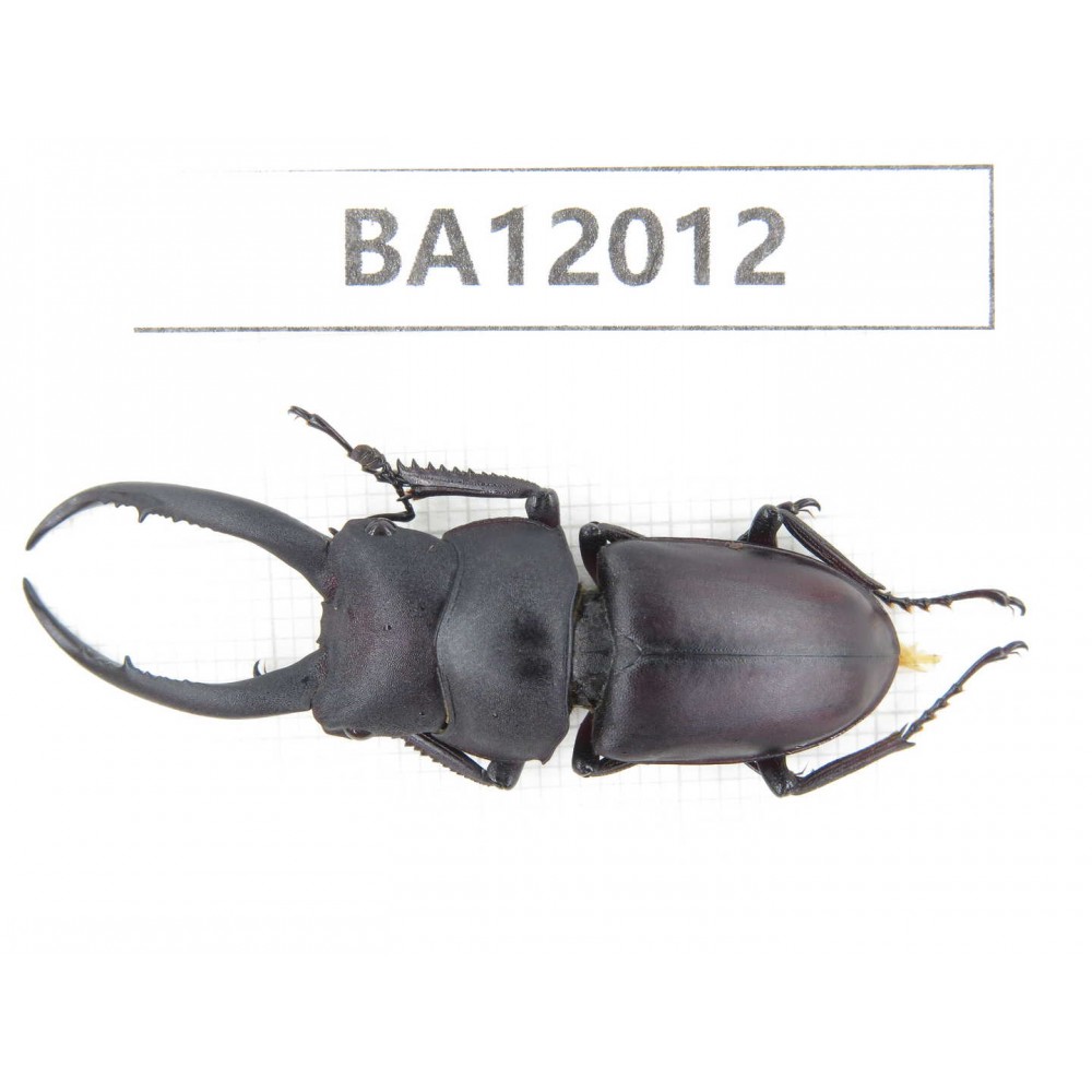 Prosopocoilus sp. China, Guizhou, Qiandongnan, Congjiang county. 1M. BA12012.