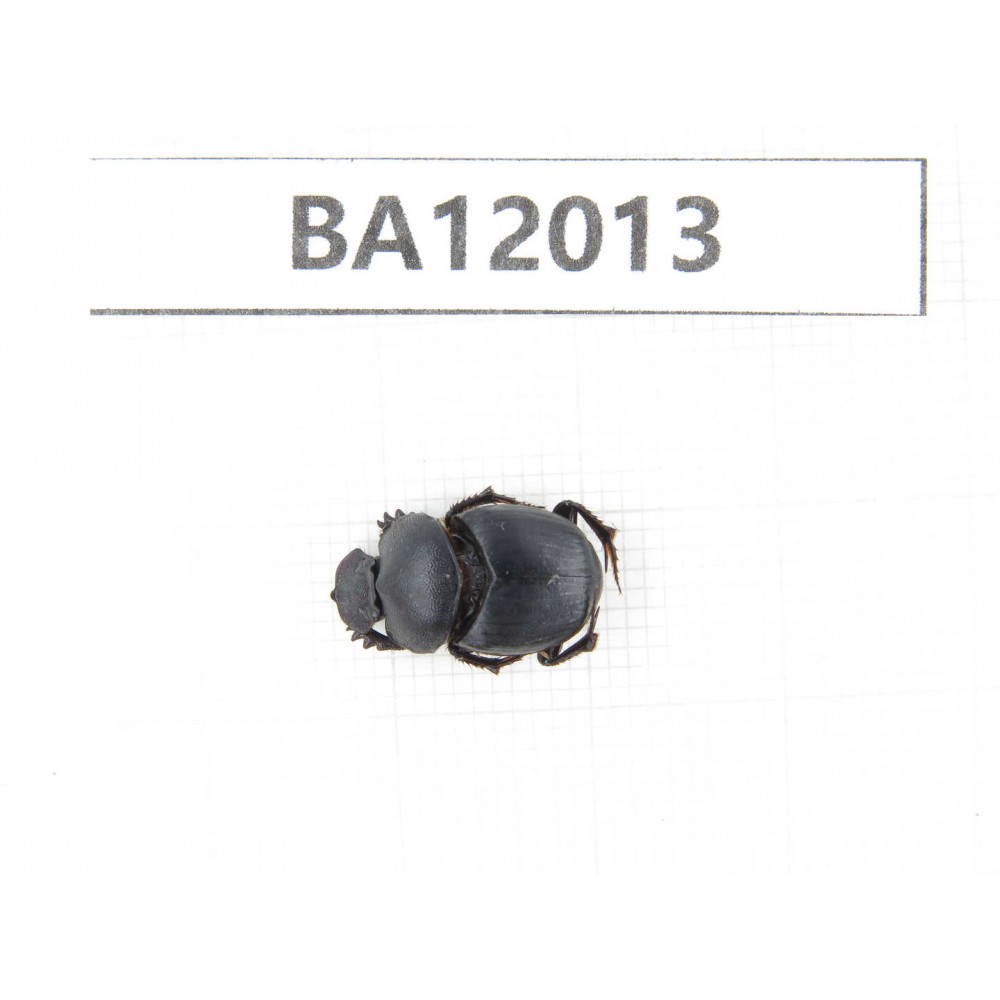 Geotrupidae sp. China,  Guizhou, Qiandongnan, Congjiang county.1Pcs. BA12013.