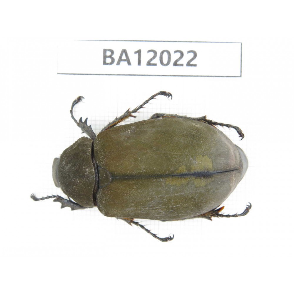 Melolonthidae sp. China, Guangxi, Guilin, Mt.Maoershan. 1Pcs. BA12022.