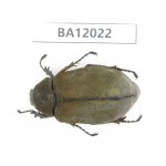 Melolonthidae sp. China, Guangxi, Guilin, Mt.Maoershan. 1Pcs. BA12022.