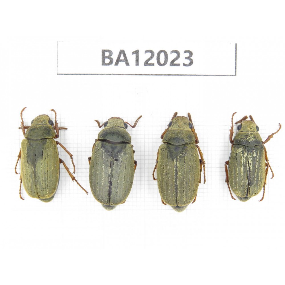 Melolonthidae sp. China, Guangxi, Guilin, Mt.Maoershan. 4Pcs. BA12023.
