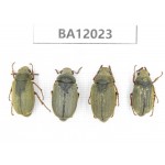 Melolonthidae sp. China, Guangxi, Guilin, Mt.Maoershan. 4Pcs. BA12023.