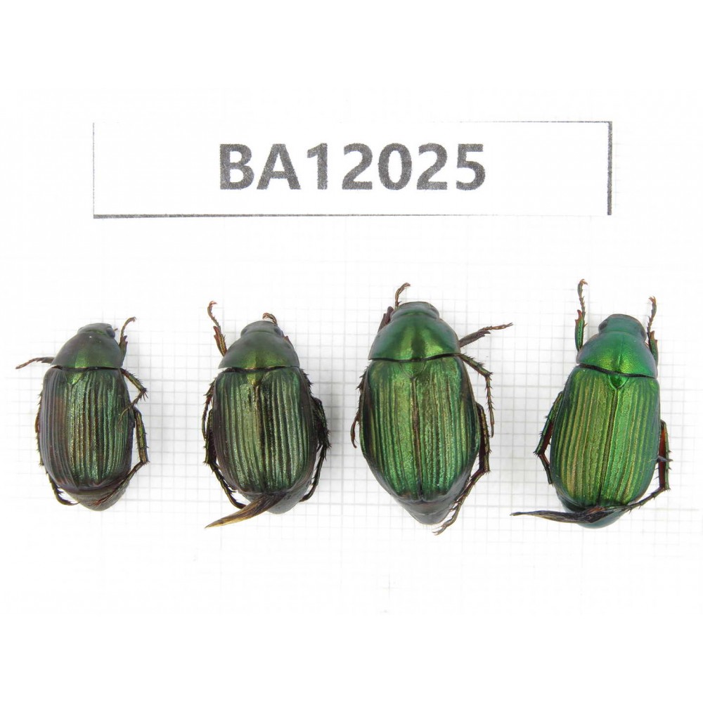 Rutelidae sp. China, Guangxi, Guilin, Mt.Maoershan. 4Pcs. BA12025.