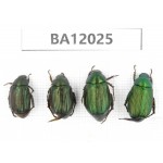 Rutelidae sp. China, Guangxi, Guilin, Mt.Maoershan. 4Pcs. BA12025.