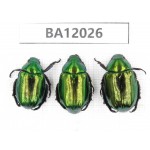 Rutelidae sp. China, Guangxi, Guilin, Mt.Maoershan. 3Pcs. BA12026.