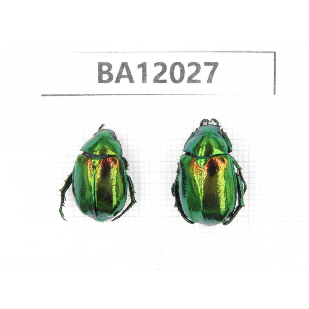 Rutelidae sp. China, Guangxi, Guilin, Mt.Maoershan. 2Pcs. BA12027.
