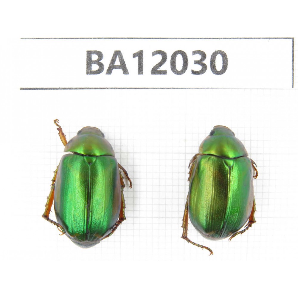 Rutelidae sp. China, Guangxi, Guilin, Mt.Maoershan. 2Pcs. BA12030.
