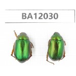 Rutelidae sp. China, Guangxi, Guilin, Mt.Maoershan. 2Pcs. BA12030.