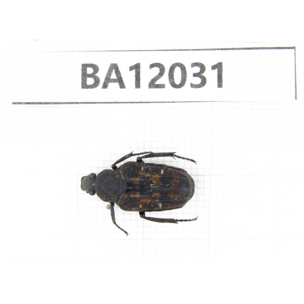 Cetoniidae sp. China,  Guangxi, Guilin, Mt.Maoershan. 1Pcs. BA12031.