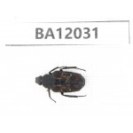 Cetoniidae sp. China,  Guangxi, Guilin, Mt.Maoershan. 1Pcs. BA12031.