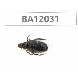 Cetoniidae sp. China,  Guangxi, Guilin, Mt.Maoershan. 1Pcs. BA12031.