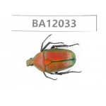 Cetoniidae sp. China,  Guangxi, Guilin, Mt.Maoershan. 1Pcs. BA12033.
