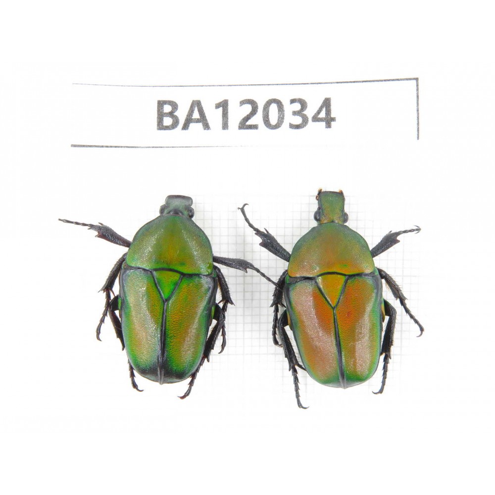 Cetoniidae sp. China,  Guangxi, Guilin, Mt.Maoershan. 2Pcs. BA12034.
