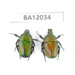 Cetoniidae sp. China,  Guangxi, Guilin, Mt.Maoershan. 2Pcs. BA12034.