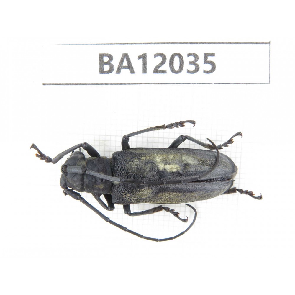 Cerambycidae sp. China, Guangxi, Guilin, Mt.Maoershan.1Pcs. BA12035.