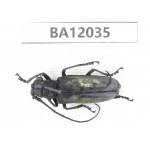 Cerambycidae sp. China, Guangxi, Guilin, Mt.Maoershan.1Pcs. BA12035.