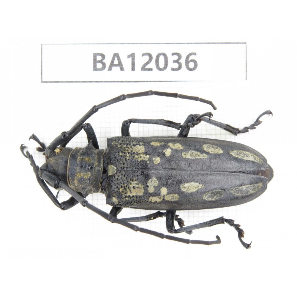 Cerambycidae sp. China, Guangxi, Guilin, Mt.Maoershan.1Pcs. BA12036.