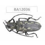 Cerambycidae sp. China, Guangxi, Guilin, Mt.Maoershan.1Pcs. BA12036.