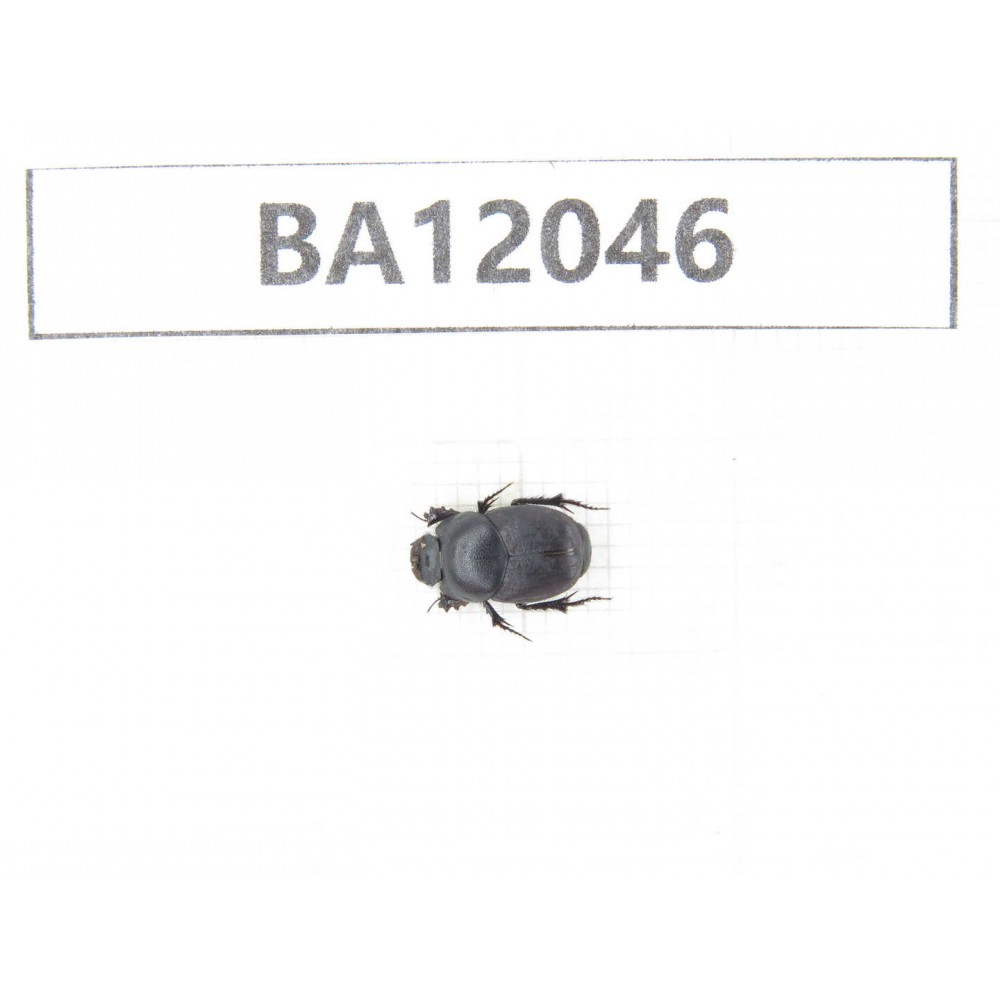 Geotrupidae sp. China,  Xinjiang, Wulumuqi, Mt.Nanshan. 1Pcs. BA12046.