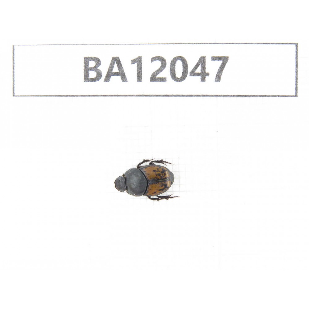 Geotrupidae sp. China,  Xinjiang, Wulumuqi, Mt.Nanshan. 1Pcs. BA12047.