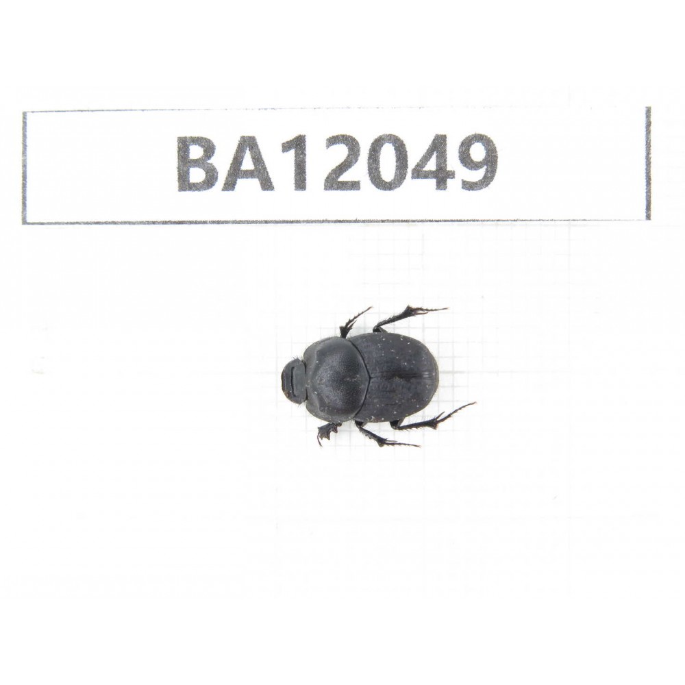 Geotrupidae sp. China,  Xinjiang, Wulumuqi, Mt.Nanshan. 1Pcs. BA12049.