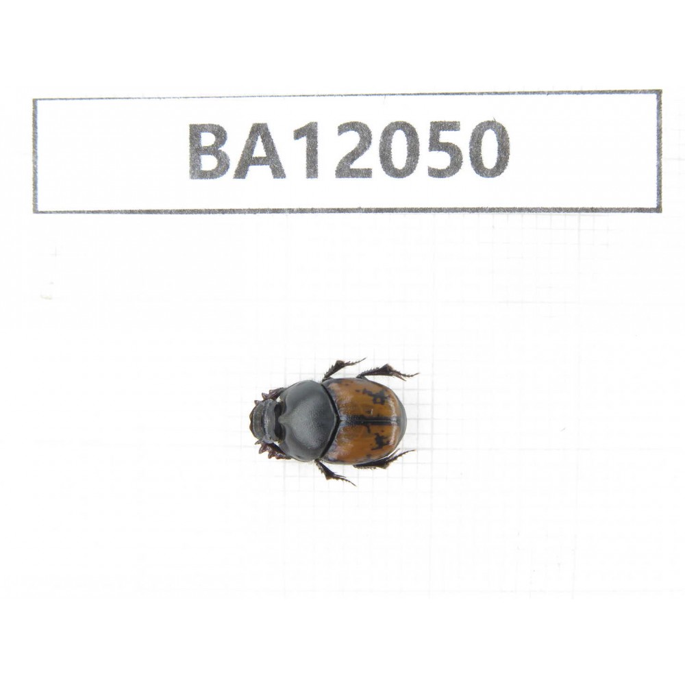 Geotrupidae sp. China,  Xinjiang, Wulumuqi, Mt.Nanshan. 1Pcs. BA12050.