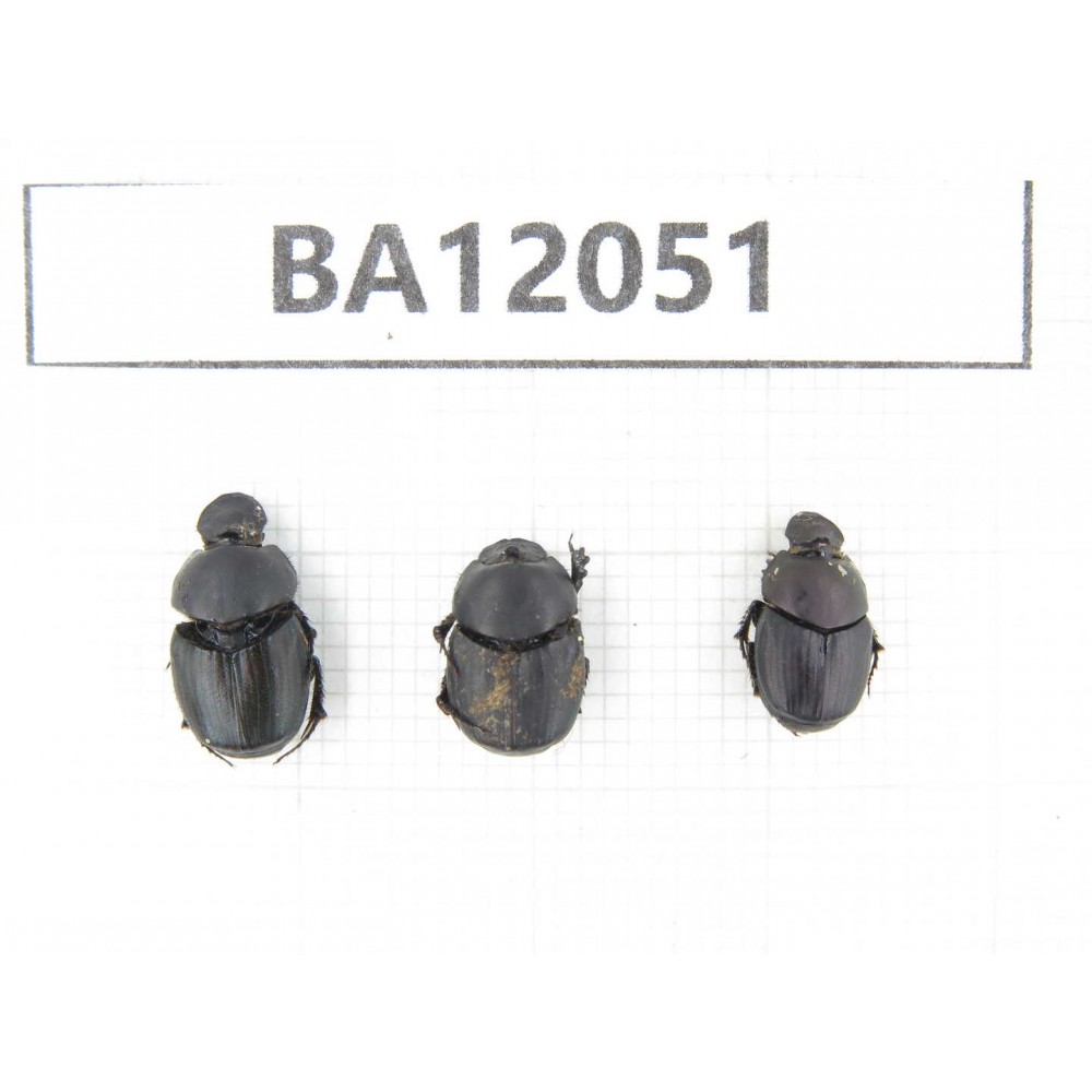 Geotrupidae sp. China,  Xinjiang, Changji, Manasi county. 3Pcs. BA12051.