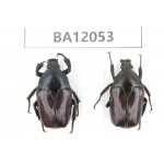 Cetoniidae sp. China,  Hunan, Xiangxi, Guzhang county. 2Pcs. BA12053.