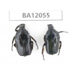Cetoniidae sp. China,  Hunan, Xiangxi, Guzhang county. 2Pcs. BA12055.