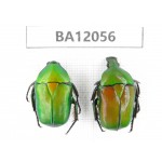 Cetoniidae sp. China,  Hunan, Xiangxi, Guzhang county. 2Pcs. BA12056.