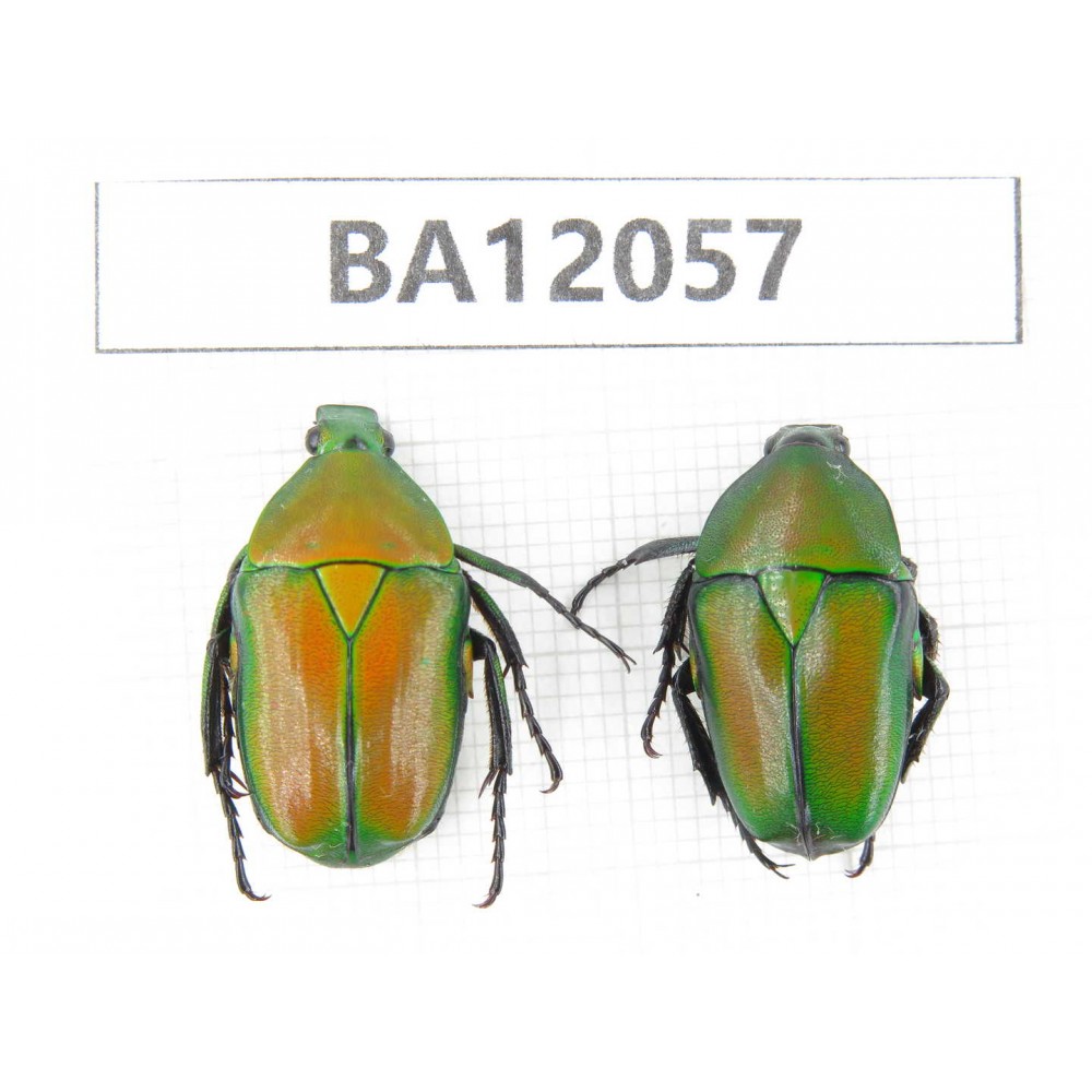 Cetoniidae sp. China,  Hunan, Xiangxi, Guzhang county. 2Pcs. BA12057.